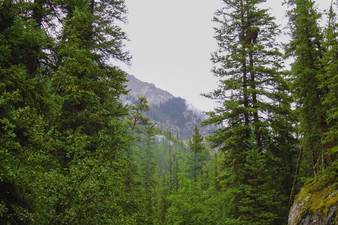 Interior Dept Forest